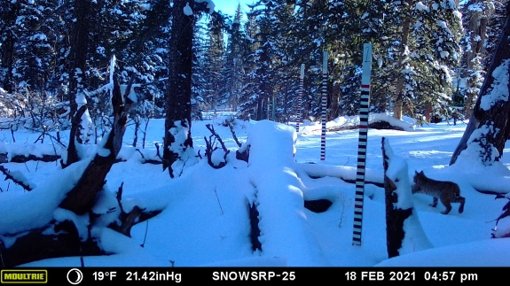 Snow Pack